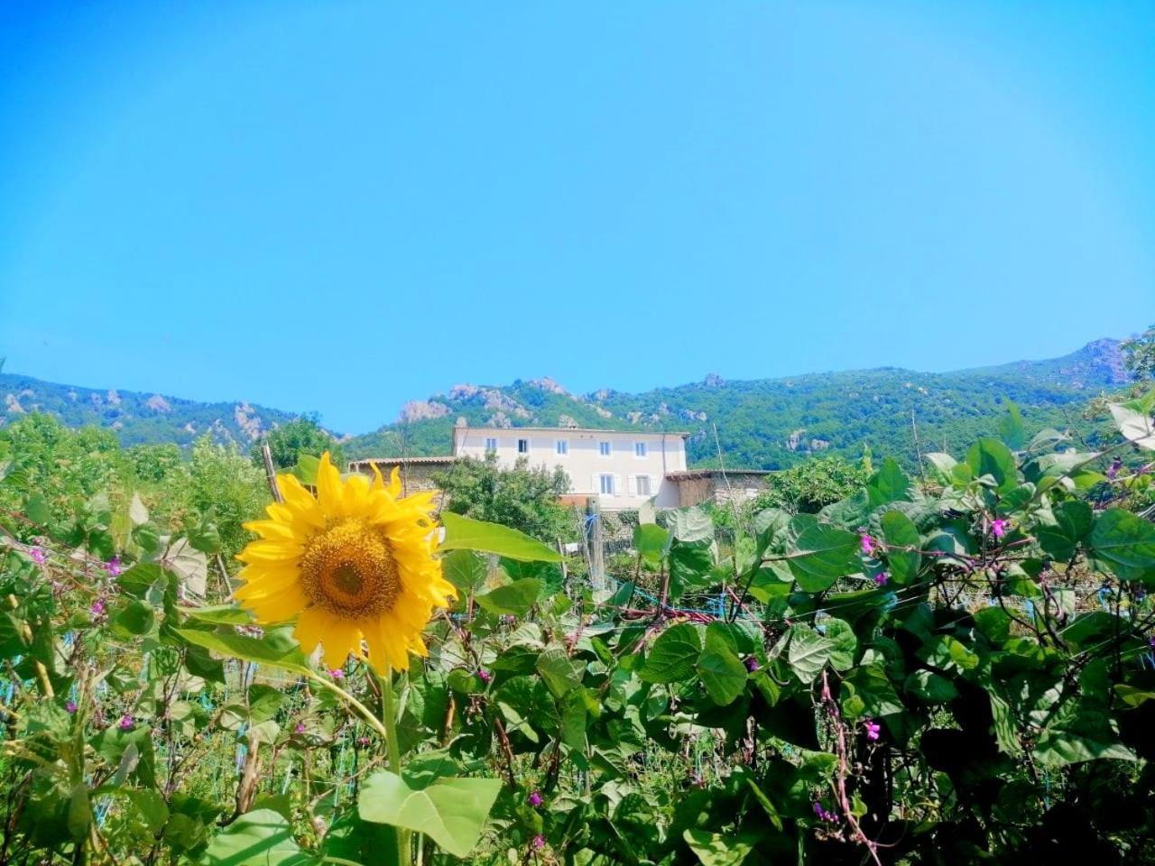 Les Chambres De La Ferme De Chalas Valgorge Kültér fotó